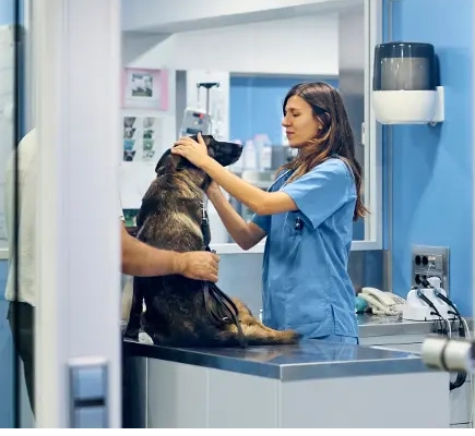 veterinary clinic cleaning services